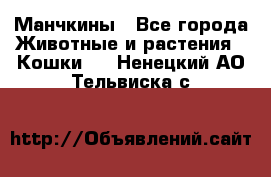 Манчкины - Все города Животные и растения » Кошки   . Ненецкий АО,Тельвиска с.